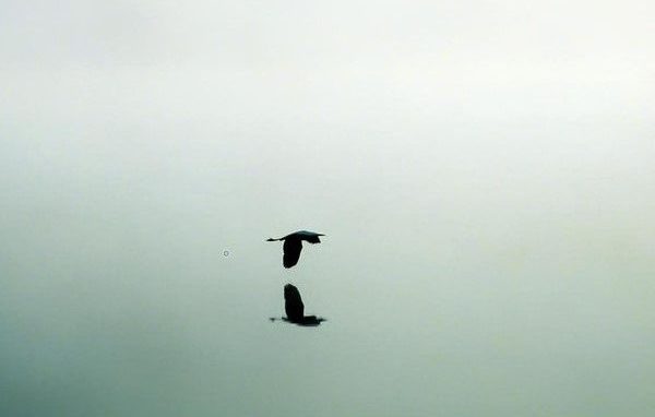 Bird on flying over a clam foggy lake.